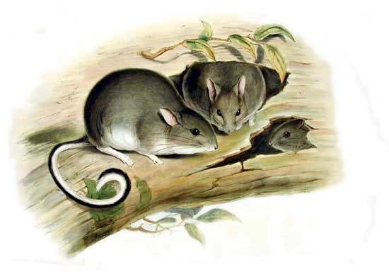 'Conilurus albipes,' a small gray-brown mouse with white undersides, including under its hairy tail, from 'Mammals of Australia' by John Gould