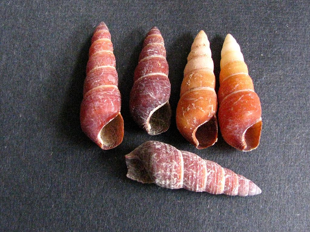 'Carelia cochlea,' a small terrestrial pulmonate snail with a bright yellowish to reddish orange elongated conical shell.