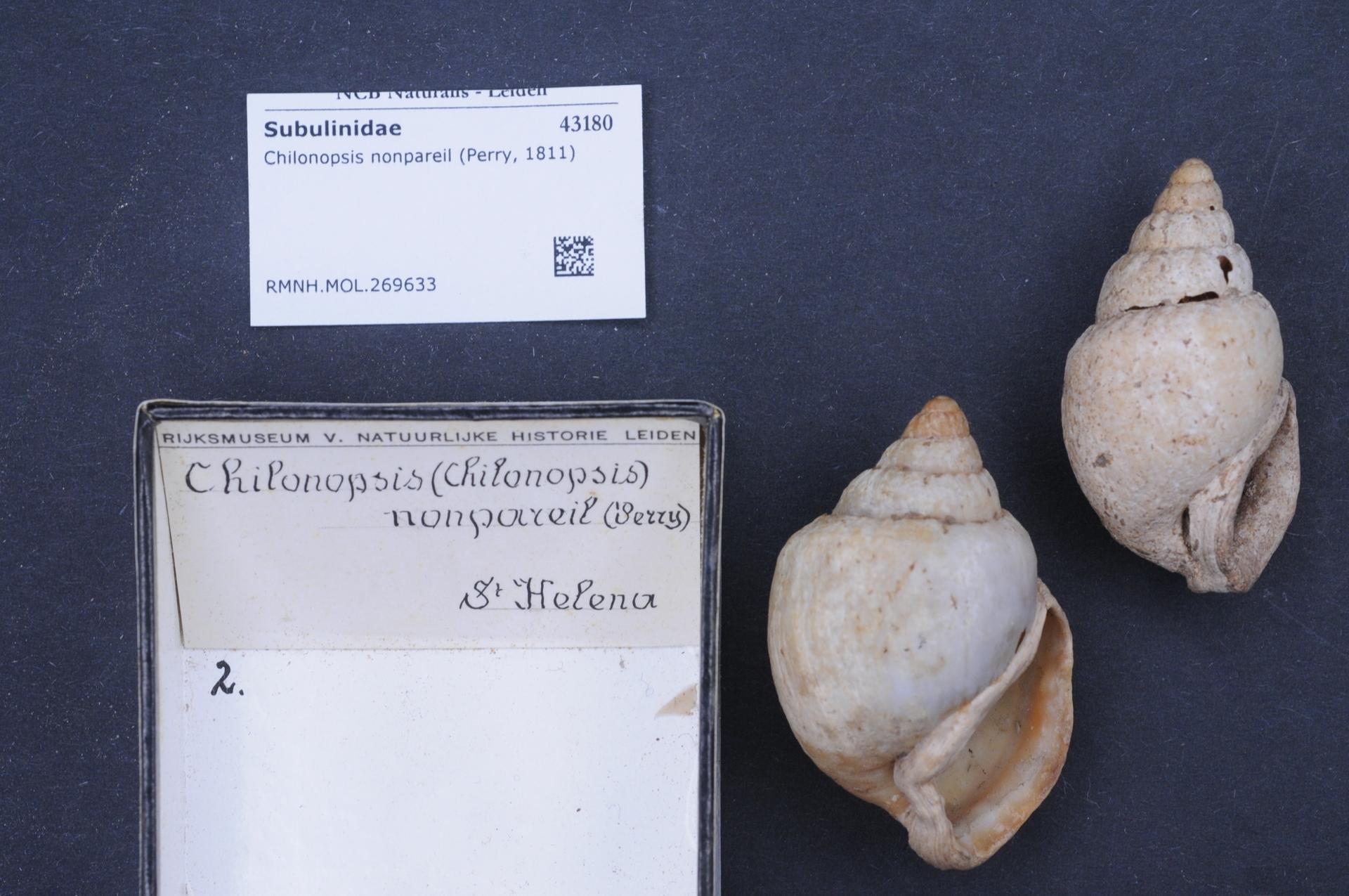'Chilonopsis nonpareil,' a small snail with a squat peachy shell