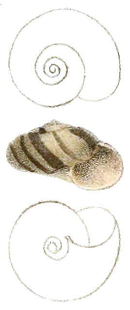 'Sinployea decorticata,' a freshwater snail with a brown and beige striped shell, drawn by Andrew Garrett