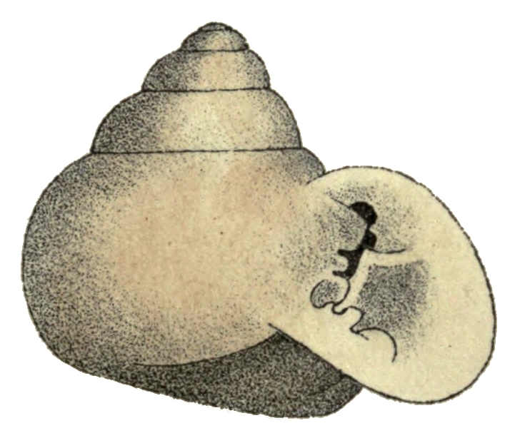 'Tomigerus turbinatus,' a land snail with blonde shell