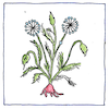 Illustration of Traditional medicine