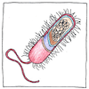 Illustration of Cell theory