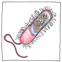 Illustration of Cell theory