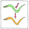 Illustration of Molecular genetics