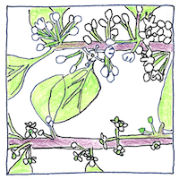 Illustration of Plant sexuality