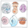 Illustration of Protist