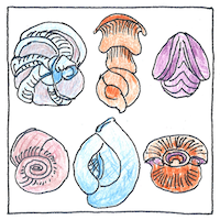 Illustration of Protist
