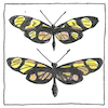 Illustration of Batesian mimicry