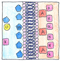 Illustration of Regulating the body