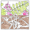 Illustration of Nitrogen fixation
