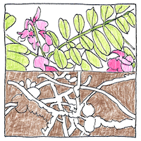 Illustration of Nitrogen fixation
