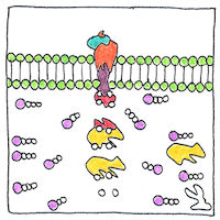 Illustration of Insulin