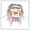 Illustration of Paranthropus boisei