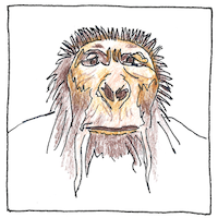 Illustration of Paranthropus boisei