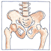 Illustration of Human anatomy