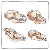 Illustration of Comparative anatomy