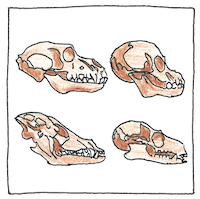 Illustration of Comparative anatomy