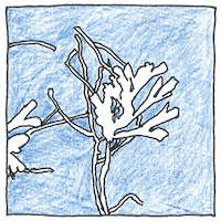 Illustration of Cyanotype