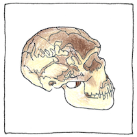 Illustration of Neanderthal man