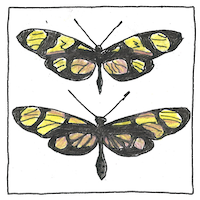 Illustration of Batesian mimicry
