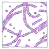 Illustration of Bacillus anthracis