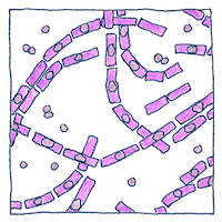 Illustration of Bacillus anthracis