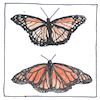 Illustration of Müllerian mimicry