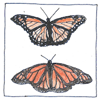 Illustration of Müllerian mimicry