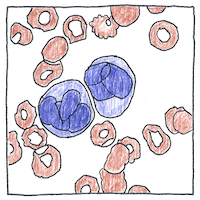 Illustration of Cellular immunity