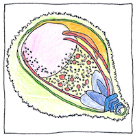 Illustration of Malarial parasite