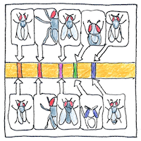Illustration of Genetic linkage