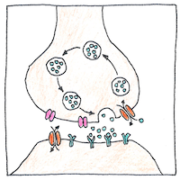 Illustration of Neurotransmitters