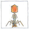 Illustration of Bacteriophage