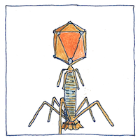 Illustration of Bacteriophage