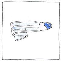 Illustration of Eel metamorphosis