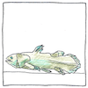 Illustration of Coelacanth