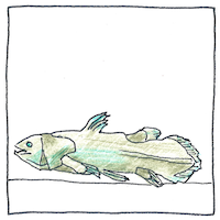 Illustration of Coelacanth