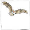 Illustration of Bat echolocation
