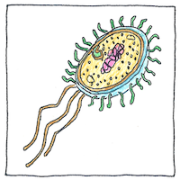 Illustration of Bacterial genes