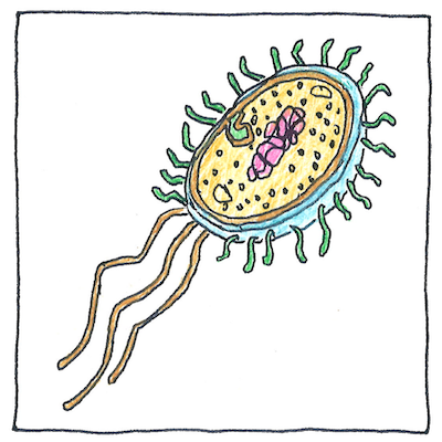 Bacterial genes