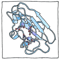 Illustration of Reverse transcriptase