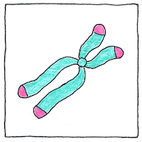 Illustration of Telomere