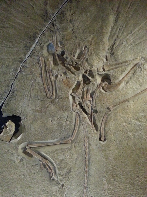 Fossil of Archaeopteryx, the first feathered dinosaur