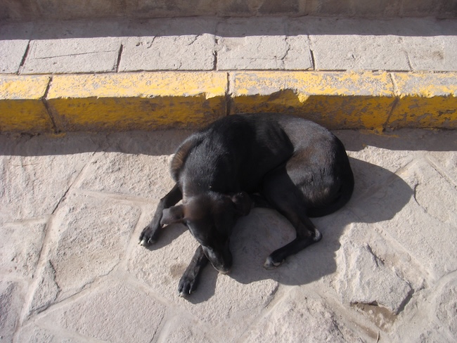 Dog sleeping in the plaza