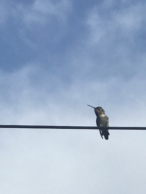 Hummingbird on a power line
